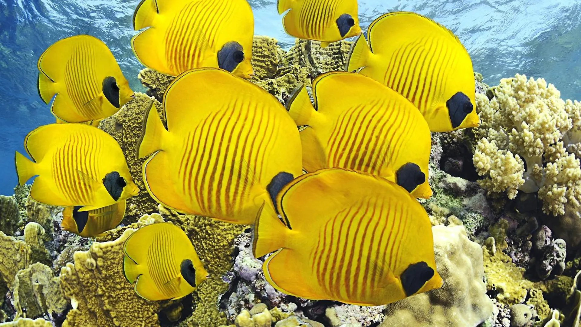 Roxon Red Sea Eilat - Adults Only Otel 0*,